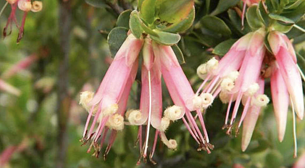 Essenze Australian Bush Flowers
